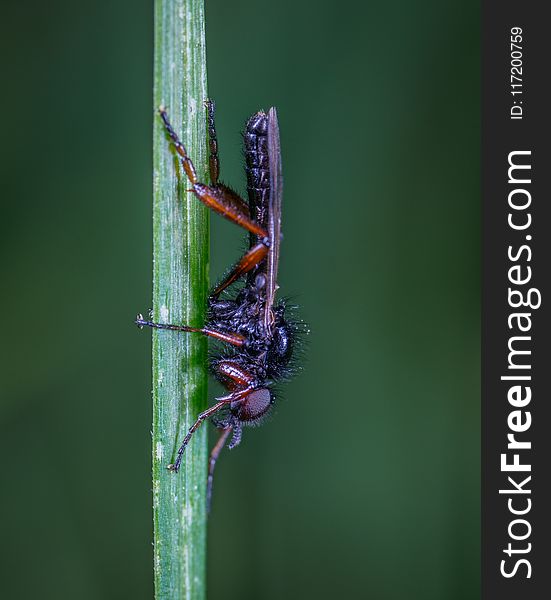 Black and Brown Robber Fly