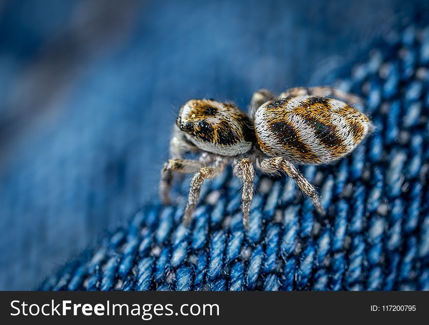 Animal, Arachnid, Close-up