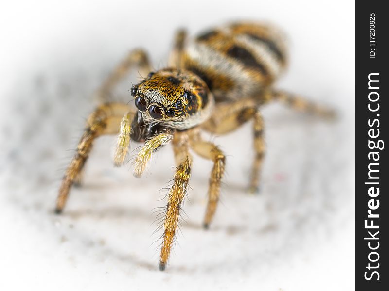 Close-Up Photo Spider