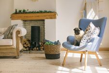 Dog Pug Is Sitting On Blue Chair In Light Scandinavian Style Interior Stock Photos