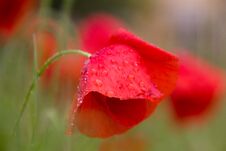Poppy Flowers Just After A Spring Rain Royalty Free Stock Photos