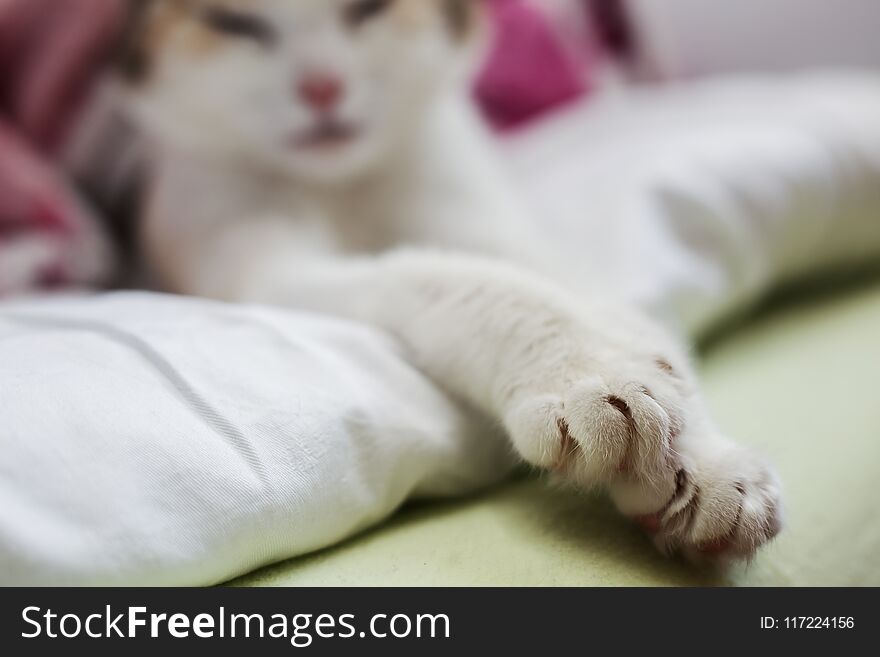 Cat`s paws close up. Cat`s paws close up