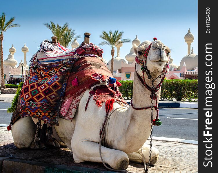 A riding camel in a bright blanket on the sunny street of Sharm