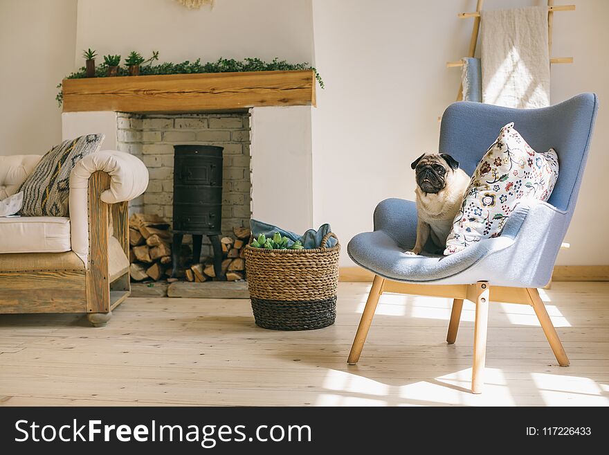 Dog pug is sitting on blue chair in light Scandinavian style interior