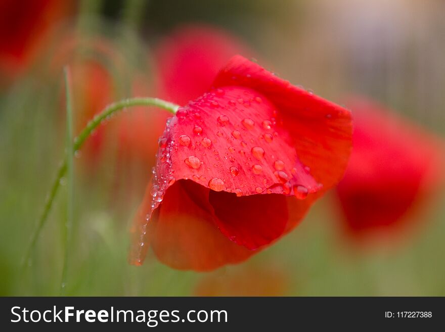 Poppy Flowers Just After A Spring Rain