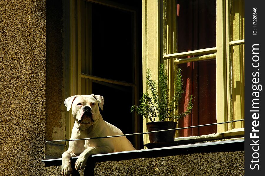 One white buldog is on the window of an apartment and is interested in what is happening on the Street. One white buldog is on the window of an apartment and is interested in what is happening on the Street