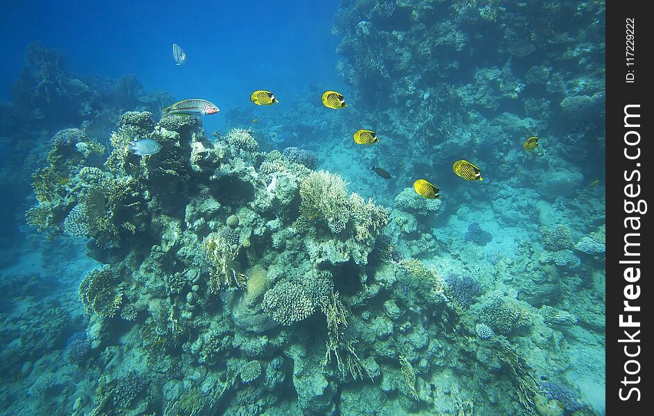 Panorama Of Coral On The Reefs Of The Red Sea.