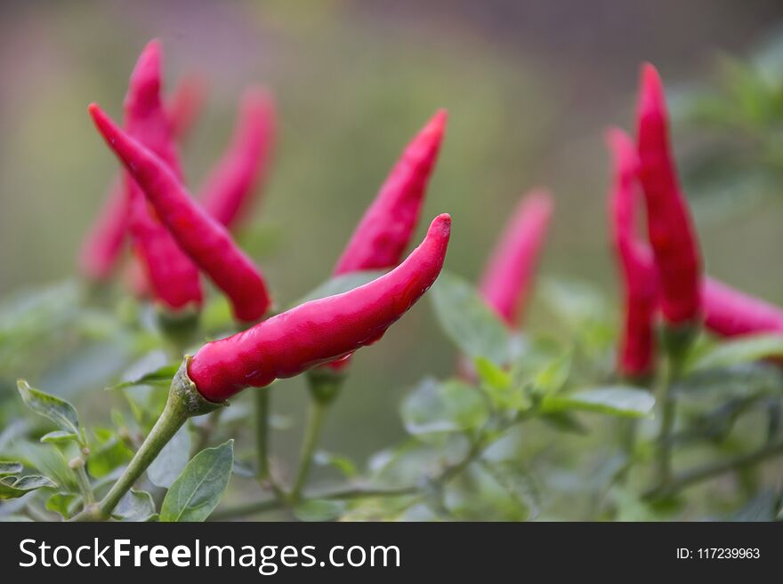 Red chilies growing in a vegetable garden. Ready for harvest