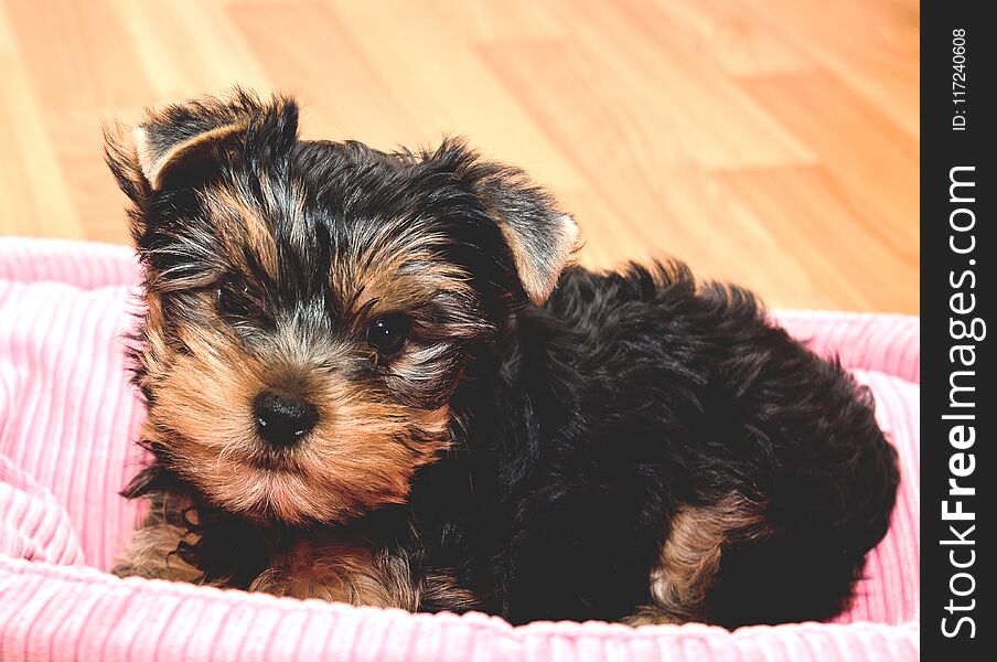 Beautiful puppy yorkshire terrier lying on a floor
