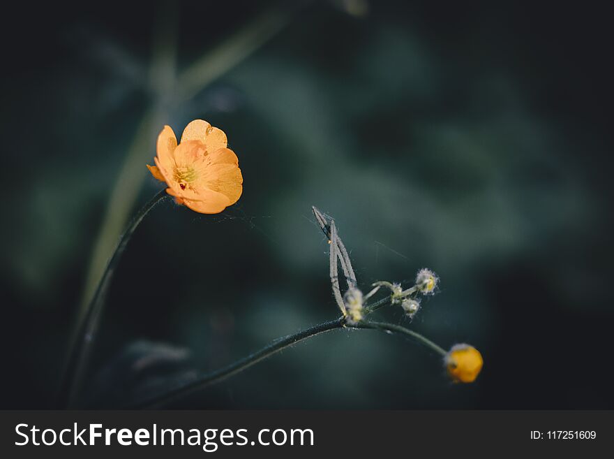 Yellow Flowers On Background Bokeh