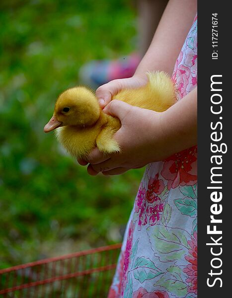 Sweet little girl holds her baby chick in springs days in NH. Sweet little girl holds her baby chick in springs days in NH