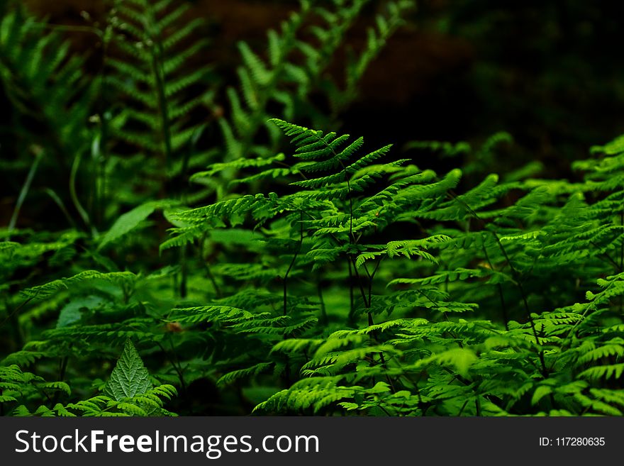 Selective Focus Photography of Fern Plant