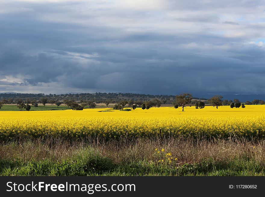 Photography of Flower Field Under Cloudy Sky