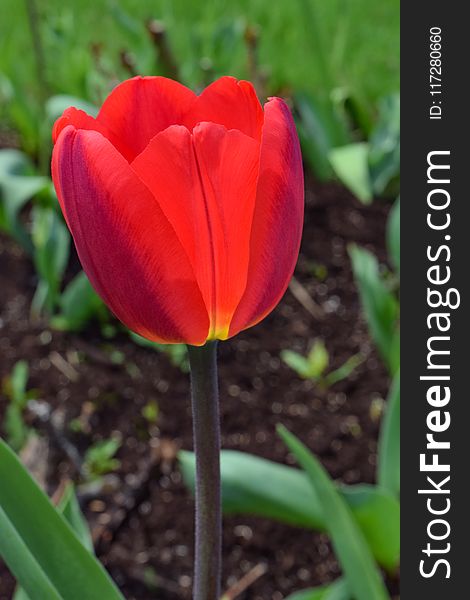 Selective Focus Photo of Red Tulip