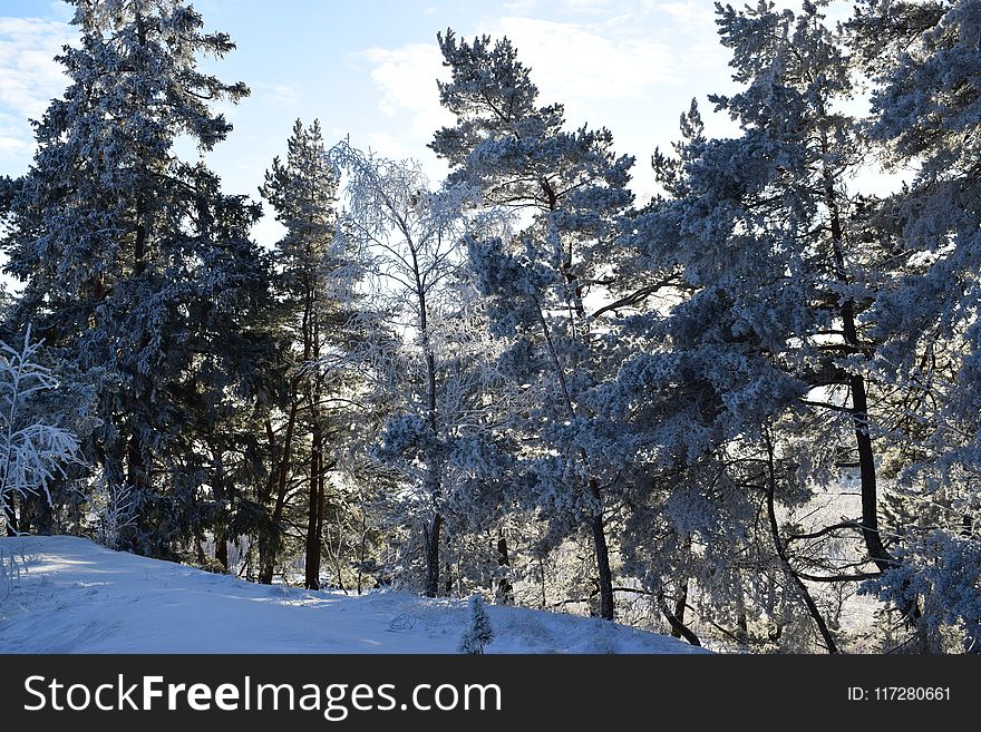 Photography Of Trees During Winter