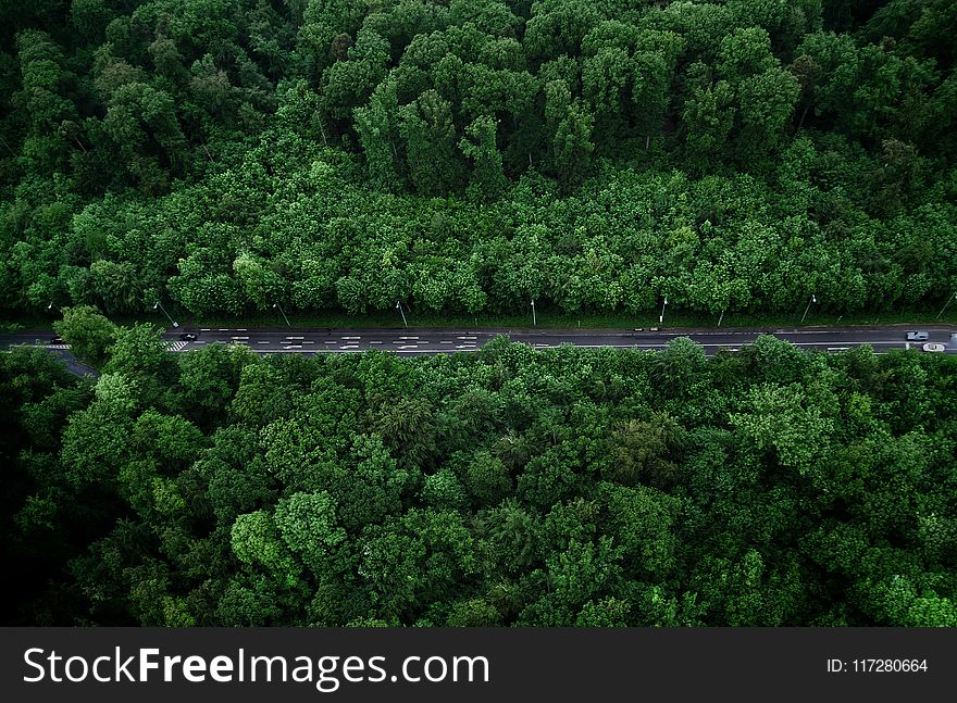 Bird&#x27;s-eye View Photo of Road With Trees