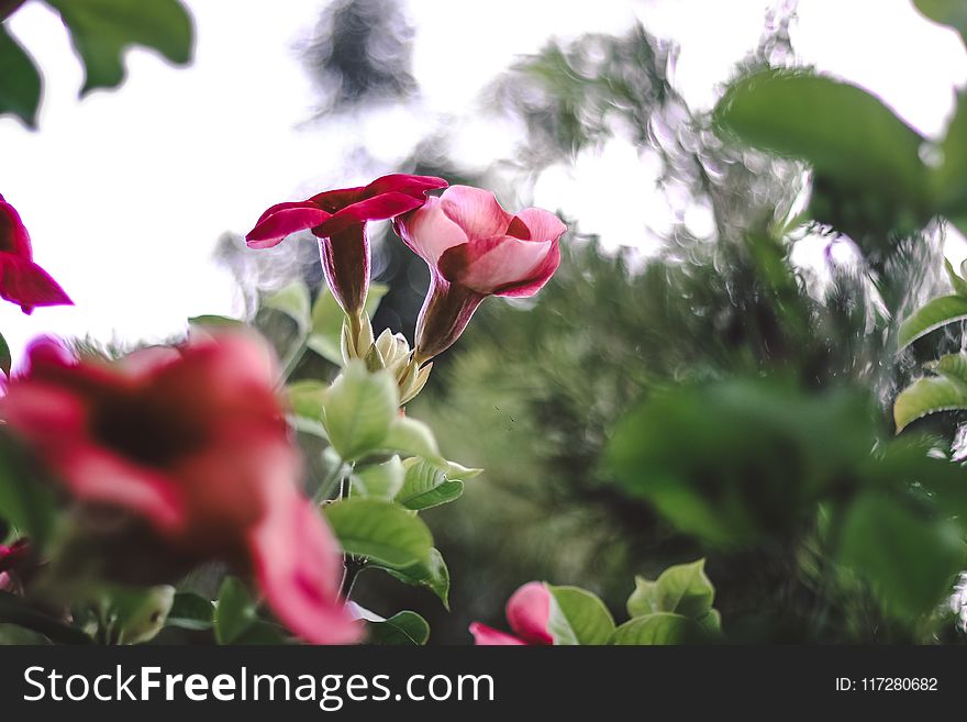 Pink Flowers