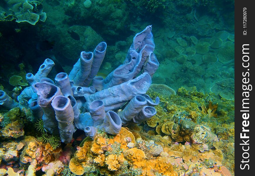 The amazing and mysterious underwater world of the Philippines, Luzon Island, AnilÐ°o, demosponge