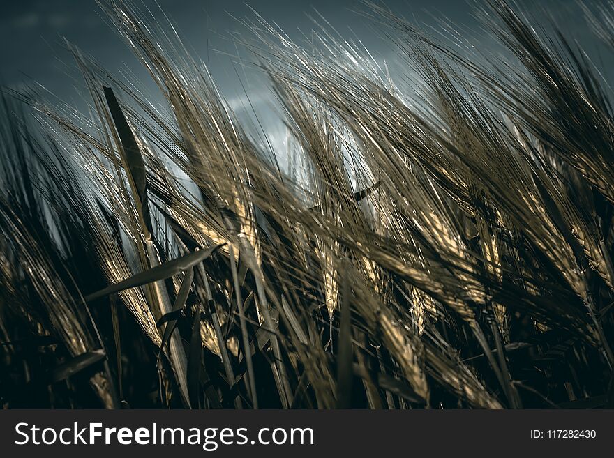 Spikelets of young barley for brewing against the background of a stormy sky.