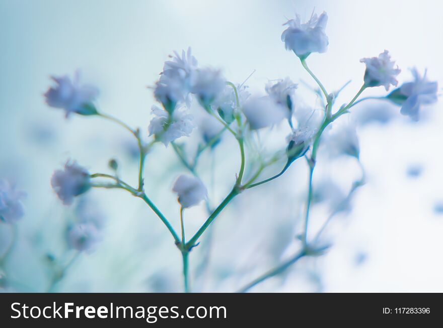 Background of Gypsophila baby`s-breath flowers , Wedding Concept. Background of Gypsophila baby`s-breath flowers , Wedding Concept