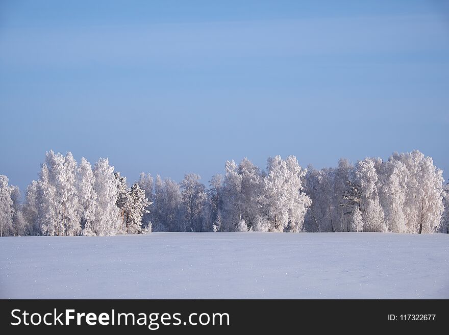 Birch trees under hoarfrost in snow field in winter season. Altai, Siberia, Russia