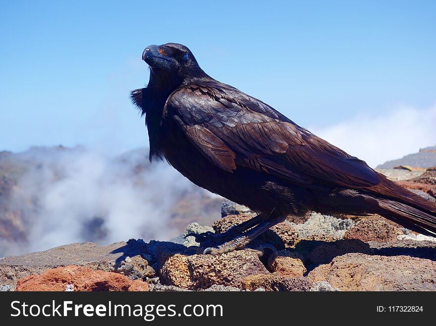 Black Raven posing for a photo at the highest mountain of La Palma called Roque de los Muchachos, Canary Islands, Spain, Europe