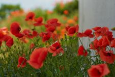 Red Poppy Flowers. Poppy Flowers And Blue Sky In The Near Of Munich Bavaria Germany Royalty Free Stock Photo