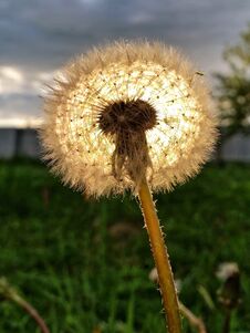 Bowball Dandelion Flower Stock Photo Bowball Dandelion Flower Stock Photo