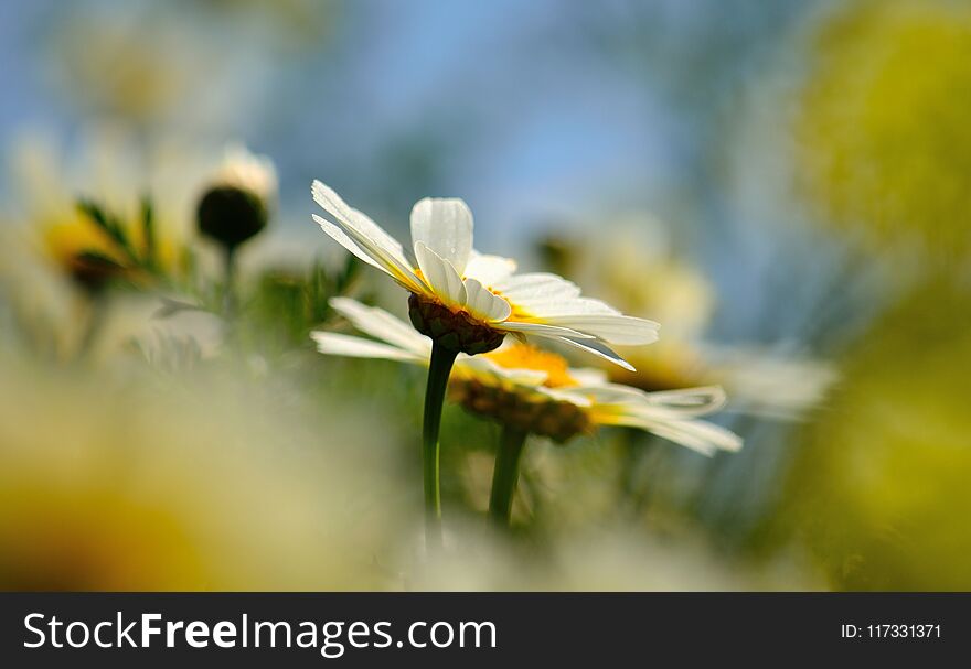 white daisies in full splendor on the meadow. white daisies in full splendor on the meadow
