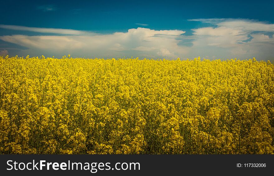 A wonderful field of and blue sky. The approaching storm in the background. A wonderful field of and blue sky. The approaching storm in the background.