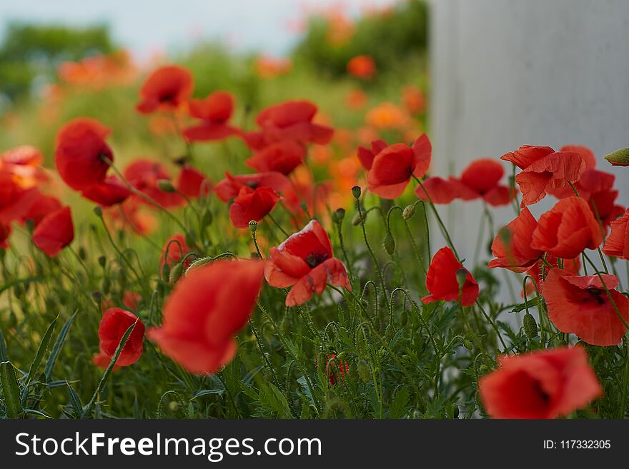 Red poppy flowers. Poppy flowers and blue sky in a field with bees and bumblebees. Red poppy flowers. Poppy flowers and blue sky in a field with bees and bumblebees