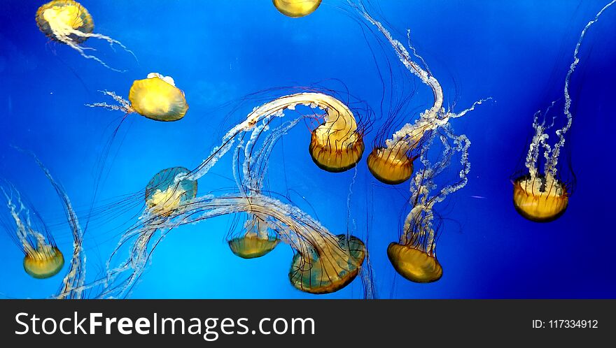 Beautiful jellyfish in clear blue waters. Beautiful jellyfish in clear blue waters