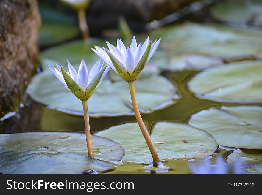 False Lotus