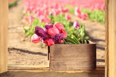 Wooden Crate With Blooming Tulips On Sunny Day Stock Photo