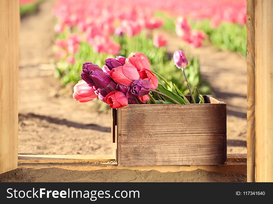 Wooden Crate With Blooming Tulips On Sunny Day