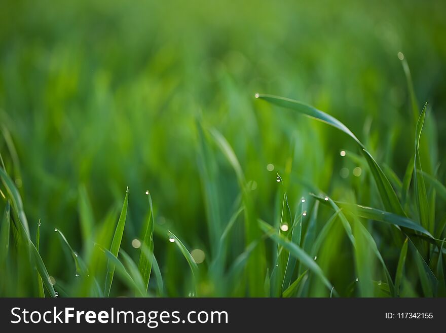 Young green grass with dew drops in field on spring morning