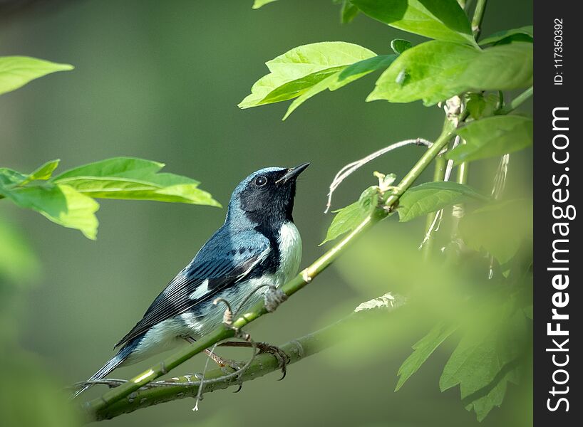 Black throated blue warbler sits on a branch