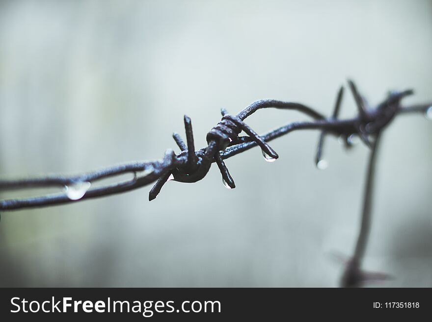 Barbed wire. Selective focus.