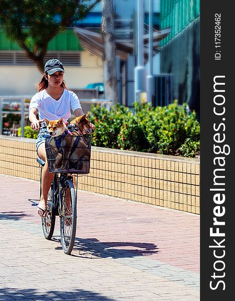 Woman Riding Bicycle With Dog in Basket