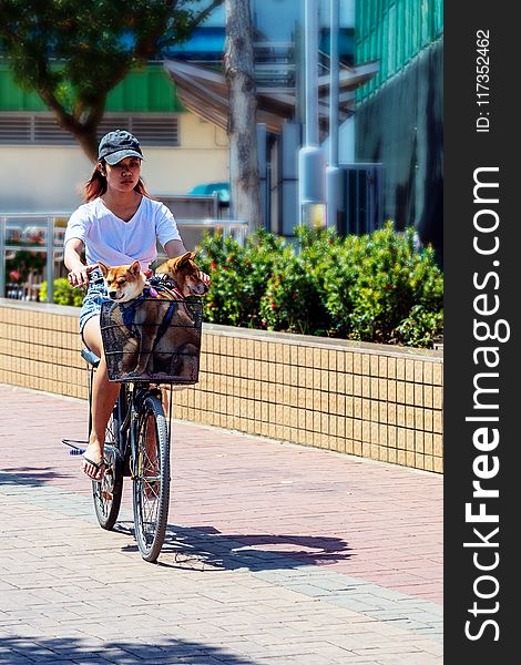 Woman Riding Bicycle With Dog In Basket