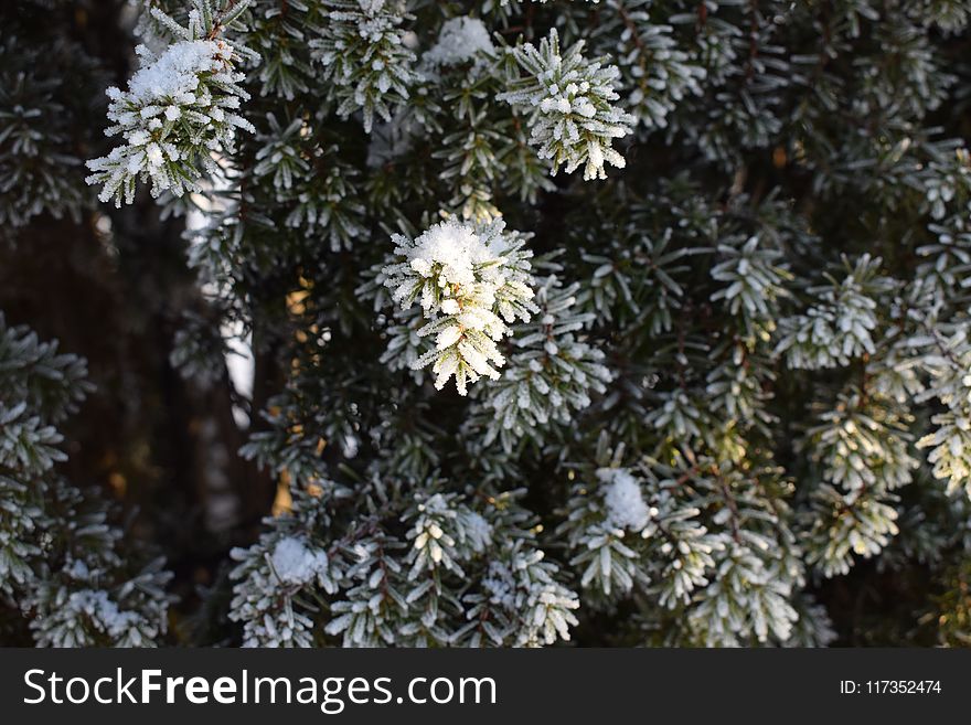 Snow-covered Leaves