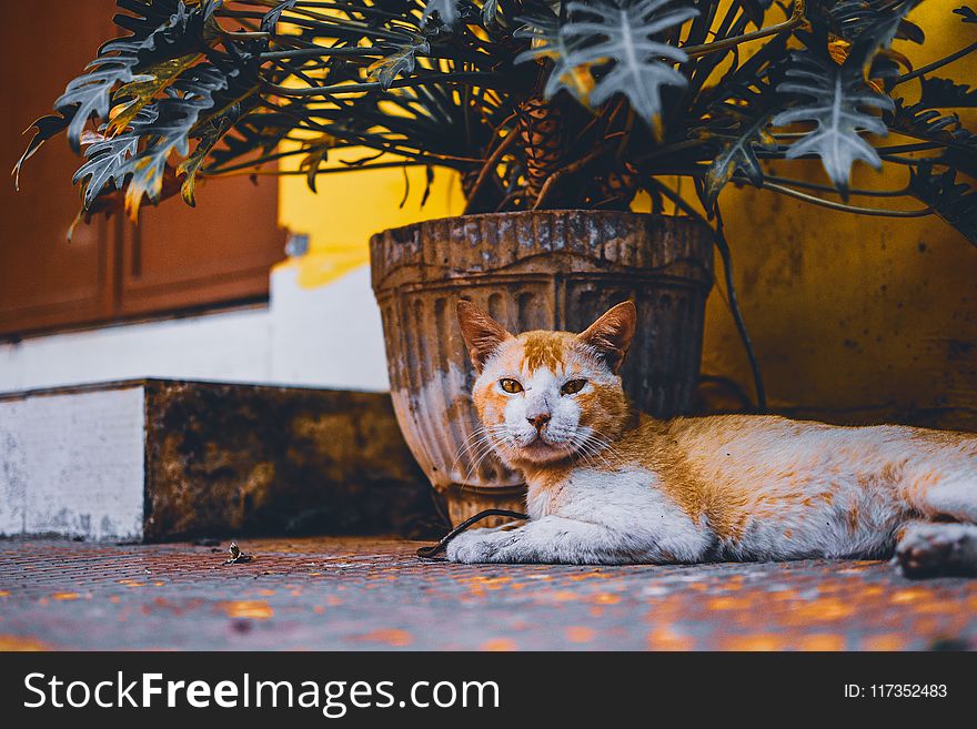 Short-fur Orange and White Cat Lies Next to Beige Plant Pot With Green Leaf Plant