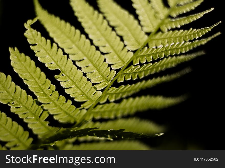 Selective Focus Photo of Linear Leaf Plant