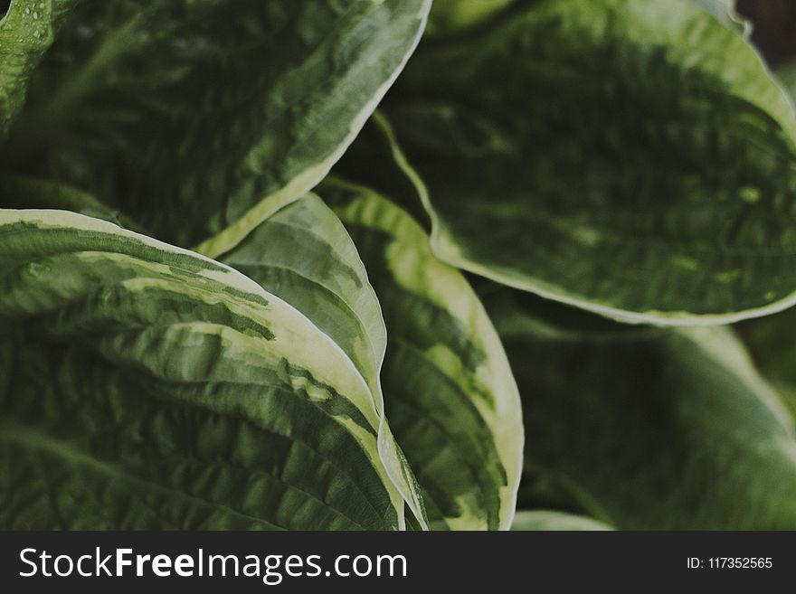 Green Leafed Plant In Shallow Photography