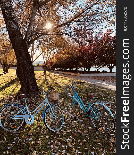 Two Teal Bicycles Near A Tree