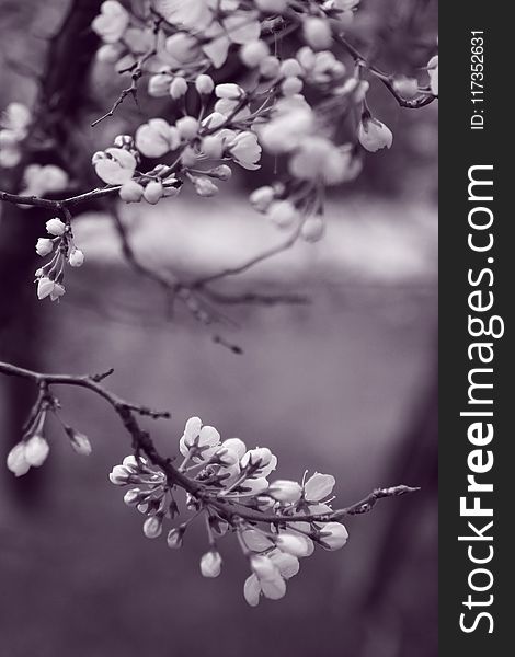 Grayscale Photo of Flowers in Tree
