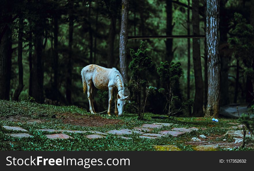 White Horse