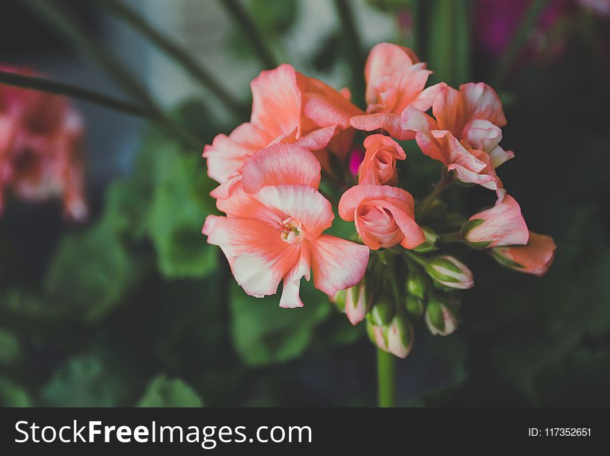 Pink Flowers