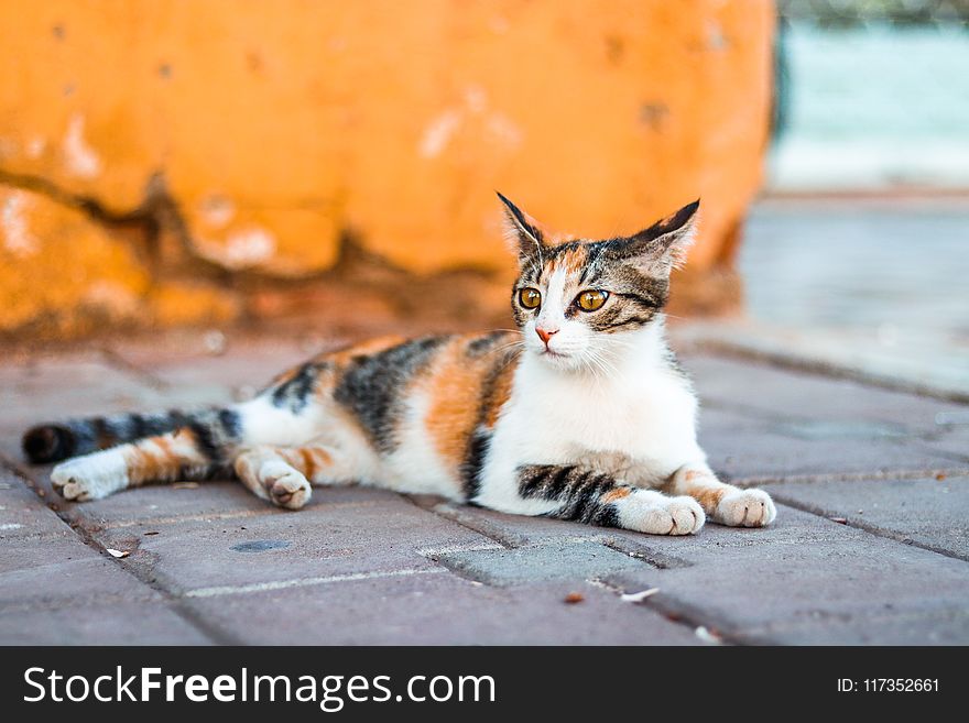 Close-Up Photography Of Tabby Cat