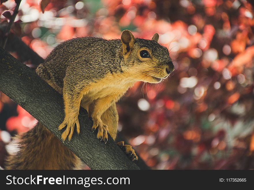 Squirrel